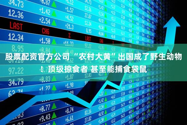 股票配资官方公司 “农村大黄”出国成了野生动物！顶级掠食者 甚至能捕食袋鼠